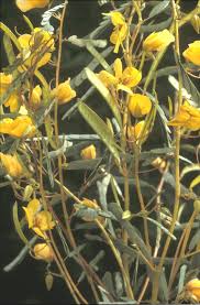 Image result for Chamaeclitandra