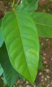 Need to translate daun salam from indonesian? Cuttings Green Cincau Cyclea Barbata Daun Cincau Hijau Mani Cai Katuk Thai Watercress Brazilian Spinach Sabah Snake Grass Prunella Vulgaris Mulberry Furniture Home Living Gardening Plants Seeds On Carousell