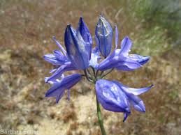 Image result for Tricalysia verdcourtiana