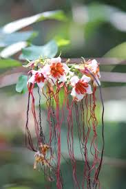 Image result for Strophanthus kombe