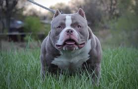 American Bully Black Pitbull Dog Price Pocket American Bully Puppies For Sale Top American Bully Breeders Pocket Bully American Bully American Bully Pocket