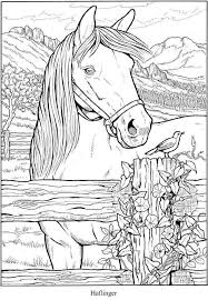 Horse coloring pages to print. Horses Coloring Pages Picture Whitesbelfast Com