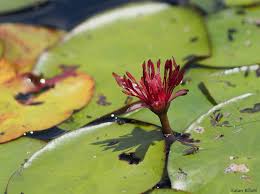 Image result for Brasenia schreberi