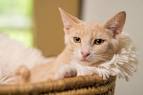 Domestic Shorthair Cat Information and Pictures - PetGuide