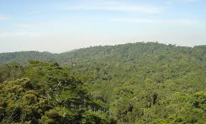 Image result for Memecylon myrianthum