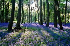 See more ideas about nature photography, nature photography quotes, nature. 5 Tips For Taking Beautiful Photos Of Nature