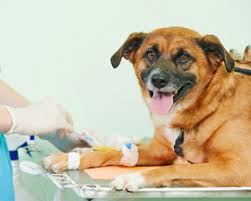 Search for other veterinary specialty services on the real yellow pages®. Bethel Animal Hospital Animal Clinic Columbus Oh