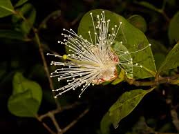 Image result for Sonneratiaceae