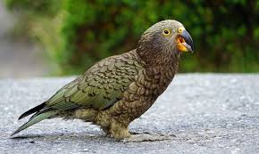 Loro Kea De Nueva Zelanda Super Inteligente Parrot Parrot Facts Australian Parrots