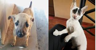 When you think, how much does it cost to it's not that adopting a dog isn't a great thing to do — but it's important to ensure that you're financially ready to adopt a dog. Adopt Strays They Are Free Adopt Strays Puppies Adopt Animals Animals Pet Love