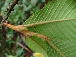 Image result for Magnistipula