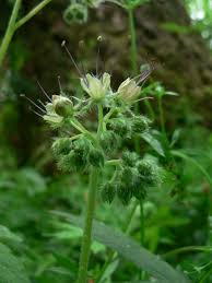 Image result for Hydrophyllaceae