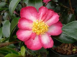 Camellia Sasanqua Momozono Nishiki Japan By 1897 Camellia Mail Order Plants Flowers
