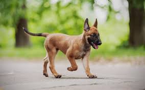 Maybe you would like to learn more about one of these? Download Wallpapers Belgian Tervuren 4k Cute Dog Dogs Puppy Cute Animals Pets Belgian Tervuren Dog For Desktop Free Pictures For Desktop Free