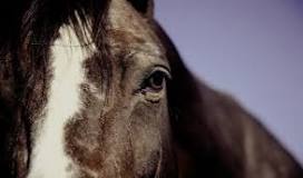 Dealing With Boredom in Horses | HC Summers Feed & Supply ...