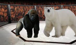 Check spelling or type a new query. Post Grad Problems Polar Bear Vs Gorilla In A Fight To The Death Who You Got