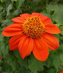 Image result for Chironia laxiflora