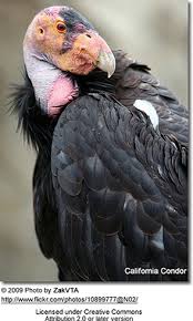 Check spelling or type a new query. Condors The Largest Of All New World Vultures Beauty Of Birds