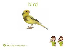 Bird In Sign Language Baby Bird Baby Sign Language Sign Language Book Baby Signs