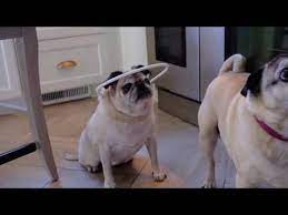 Blind Dog Bumper Collar Youtube