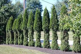 Arborvitaes come in a diverse array of shapes and sizes. Keep Deer Damaged Hedges Ocmga Garden Snips