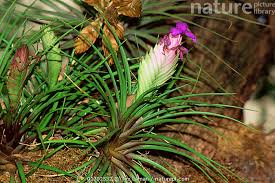 Image result for Bromeliaceae