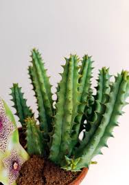 Image result for Huernia