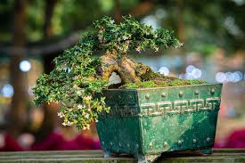 Image result for rosemary bonsai