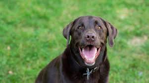 We raise, train and breed quality silver & charcoal colored labradors. Labrador Retriever Breed Information Temperament More