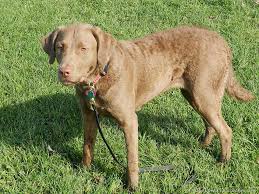 Image result for chesapeake bay retrívr