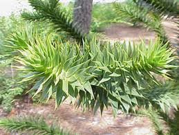 Whether you are looking for essay, coursework, research, or term paper help, or help with any other assignments, someone is always available to help. Sowing Monkey Puzzle Tree Seeds Araucaria Araucana Birds Of A Feather B B