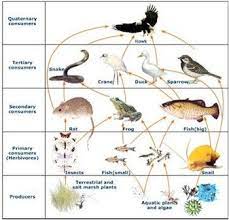 Maybe you would like to learn more about one of these? Quaternary Consumers Definition Types Video Lesson Transcript Study Com