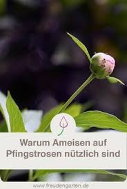 Ameisen Auf Pfingstrosen Pfingstrosen Garten Pfingstrosen Ameisen