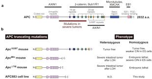 The apc or annual practicing certificate is a mandatory legal requirement for practicing doctors and has to be renewed every year. Apc Mutant Cells Exploit Compensatory Chromosome Alterations To Restore Tumour Cell Fitness Biorxiv