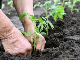 It is important to have numbers (no 0's) in. How To Grow The Tastiest Tomato One Secret S In The Soil The Salt Npr