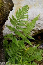 Image result for Pityrogramma aurantiaca