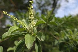 Image result for Terminalia phanerophlebia