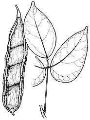 Image result for Mucuna gigantea