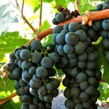Check spelling or type a new query. Vite Da Vino Primitivo Vendita Piante Online Pianteinsolite