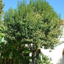 Image result for Ligustrum lucidum
