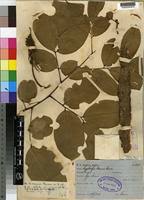 Image result for Angylocalyx