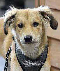 Safe haven puppy rescue reston, va 20190 puppyrescue.safehaven@gmail.com. 45 Dogs Ideas Dogs Adoption Animals