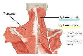 The muscles of the back that work together to support the spine, help keep the the back muscles can be three types. Deep Back Muscles Anatomy Geeky Medics