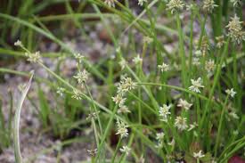 Image result for Isolepis prolifera