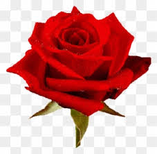 Maybe you would like to learn more about one of these? Animated Roses Images Love You Rose Flower Free Transparent Png Clipart Images Download