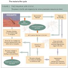 Although it is an infectious disease, it is not communicable in most. Erythrocytic Schizogony In Malaria General Practice Notebook