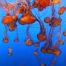You Can Watch Penguins Jellyfish And More Via This Aquarium S Free Live Streams In 2020 Monterey Bay Aquarium Comedy Wildlife Photography Animals Of The World