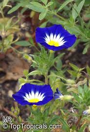 Image result for Convolvulus goyderi