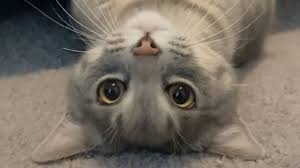 Cats Are Crazy Funny Cat Videos 2021 Yufus World Cat Comedy Share it on your social media sites and be.