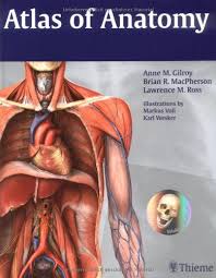 Bone anatomy pictures beautiful anatomy of hand wrist bones. Pdf Download Atlas Of Anatomy Thieme Anatomy By Anne M Gilroy Full Books Aluerbooks23